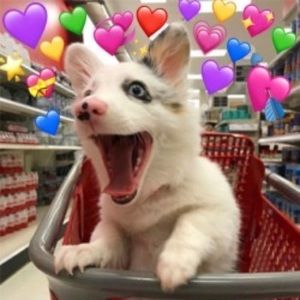 Meet your Posher, Erin